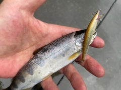 アマゴの釣果