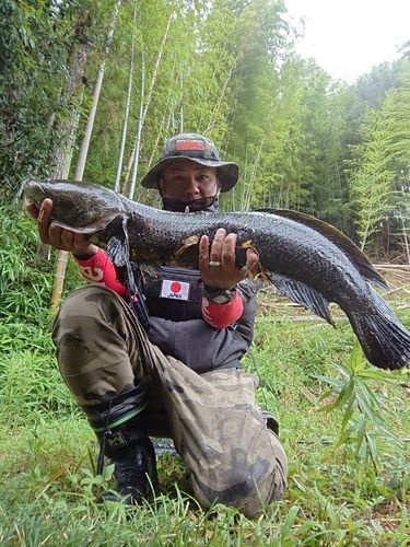 ライギョの釣果