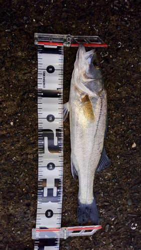 セイゴ（マルスズキ）の釣果