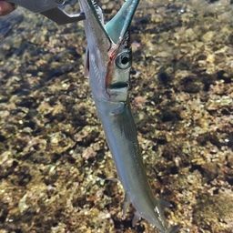 オキザヨリ