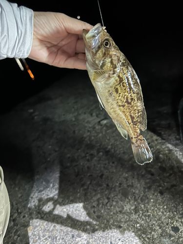 クロソイの釣果