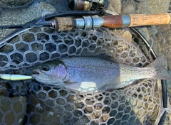ニジマスの釣果