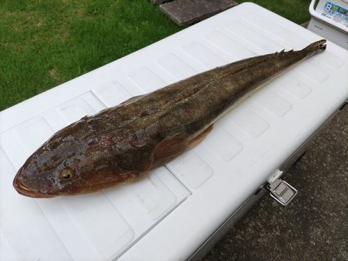 マゴチの釣果