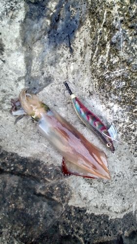 ケンサキイカの釣果