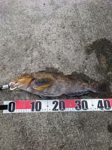 アイナメの釣果