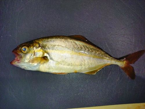 ショゴの釣果