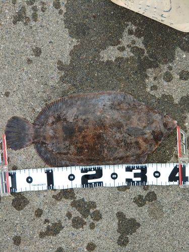 ナメタガレイの釣果