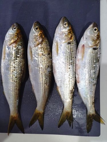 コノシロの釣果