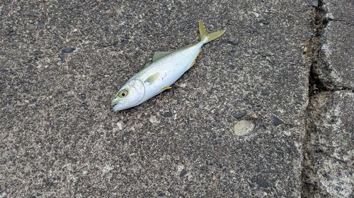 ワカシの釣果