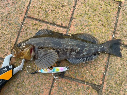 アイナメの釣果