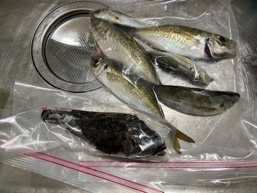 アジの釣果