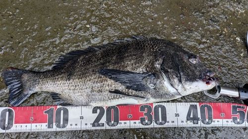チヌの釣果