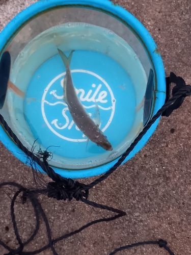 マアジの釣果