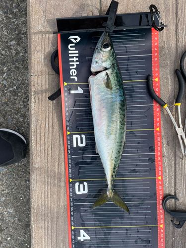 マサバの釣果