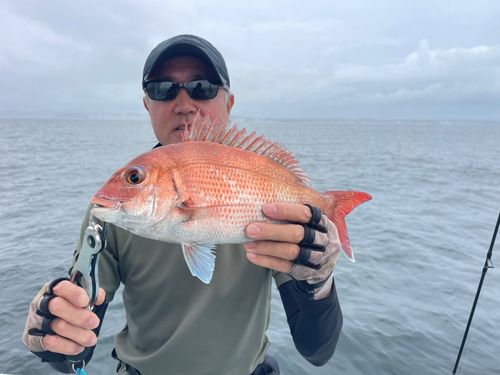 マダイの釣果