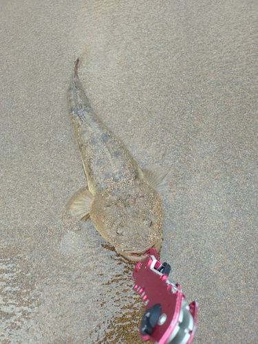 マゴチの釣果