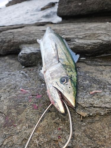 サワラの釣果