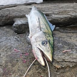 サワラ