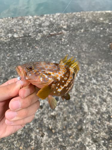 キジハタの釣果