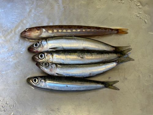 イワシの釣果