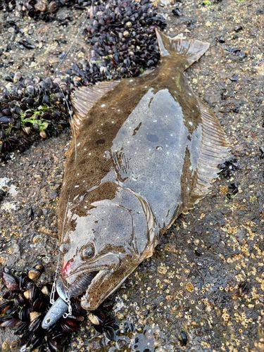 ヒラメの釣果