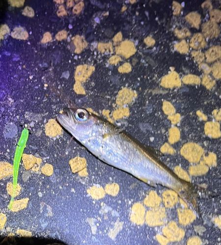 ムツの釣果