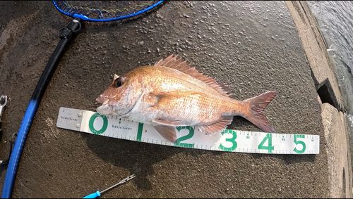 マダイの釣果