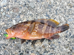 キジハタの釣果