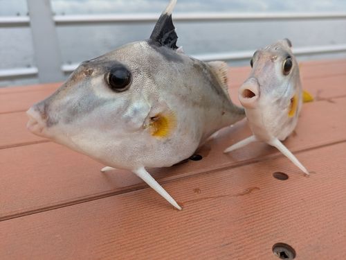 ギマの釣果