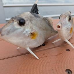 ギマ
