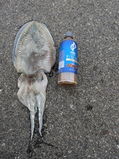 モンゴウイカの釣果