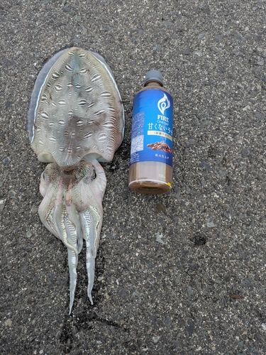 モンゴウイカの釣果