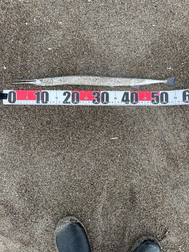 ヒメダツの釣果