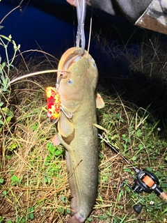 ナマズの釣果