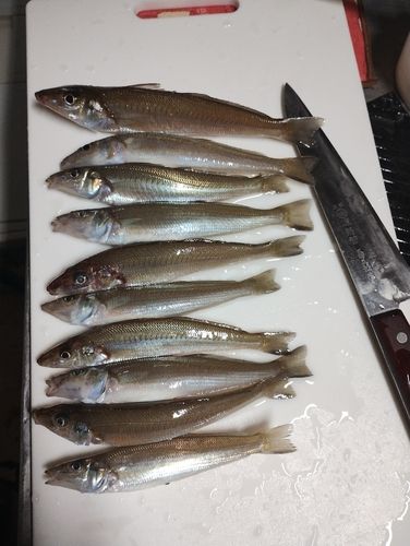 シロギスの釣果