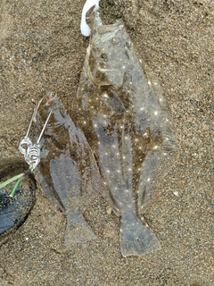 ヒラメの釣果