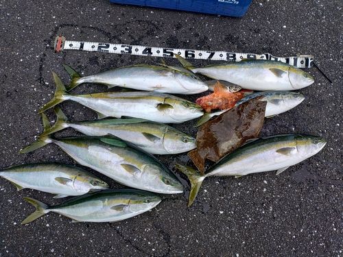 ブリの釣果