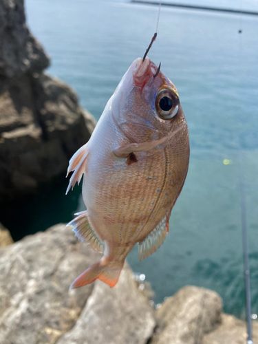 チャリコの釣果