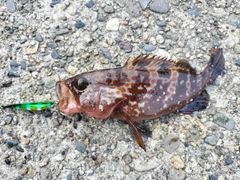 キジハタの釣果