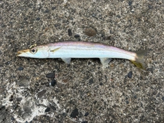カマスの釣果