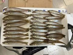シロギスの釣果
