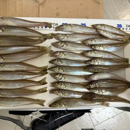シロギス