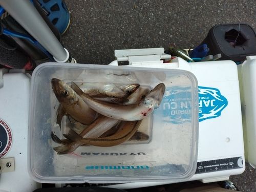 シロギスの釣果