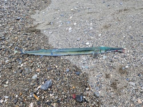 オキザヨリの釣果