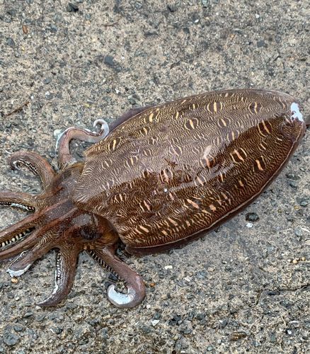 モンゴウイカの釣果