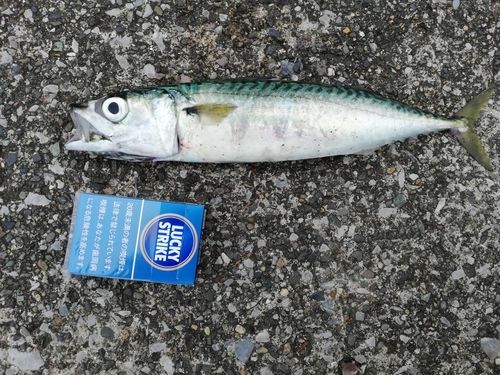 サバの釣果