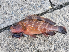 キジハタの釣果