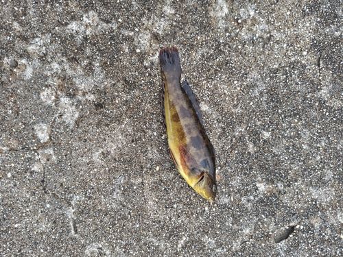 アイナメの釣果