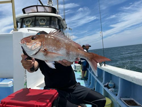 マダイの釣果
