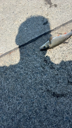 釣果